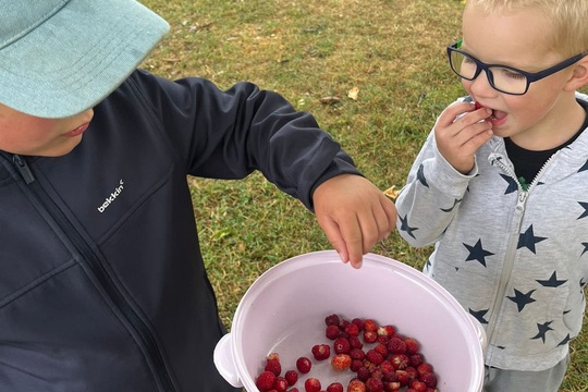 Jahodová sklizeń 1