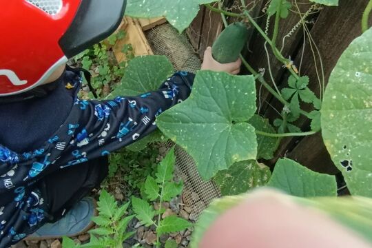 Poslední sklizeň ze školního skleníku Poslední sklizeň ze školního skleníku 1