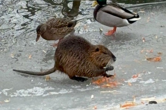 Ptáci v zimě Ptáci v zimě 1