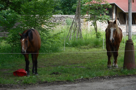 Výlet na farmu Fořt 1