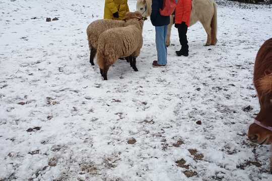 Návštěva poníků v Lísce Návštěva poníků v Lísce 1