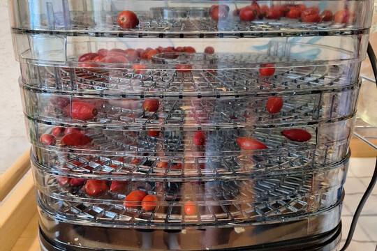 Třída Želviček - Sušení šípků na čaj 1