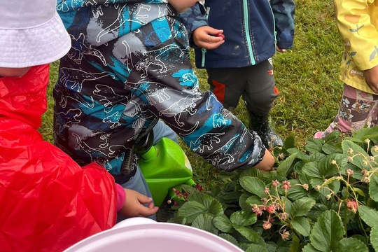 Jahodová sklizeń 1