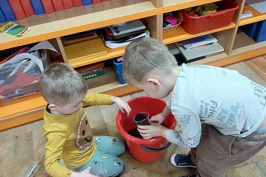 Sázení a konzumace řeřichy 1