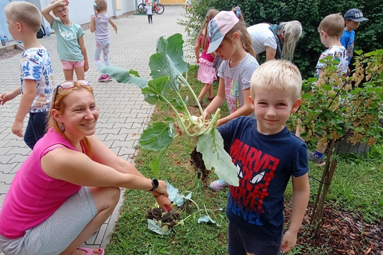 Sklizeň kedluben 1