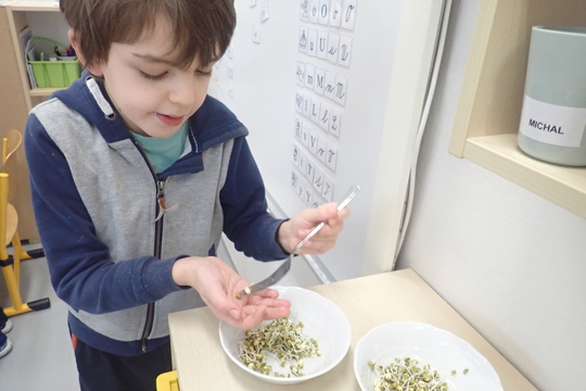 Klíčení mungo fazolí 1