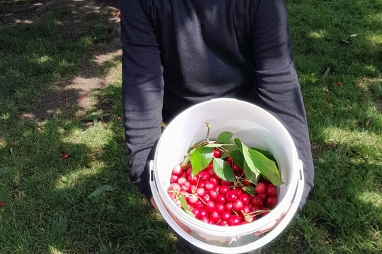 Třešně: bublanina nebo náušnice  1