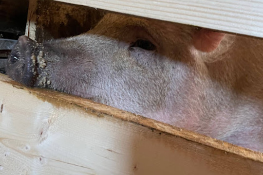 Zemědělství žije - Farma Dlouhé Dvory 1