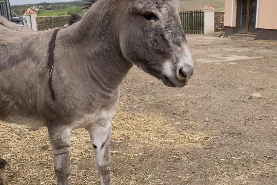 Výlet na farmu  1