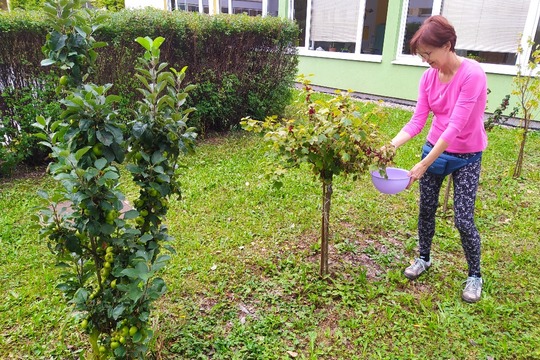 OCHUTNÁVKA RYBÍZU Z NAŚÍ ŠKOLNÍ ZAHRADY 1