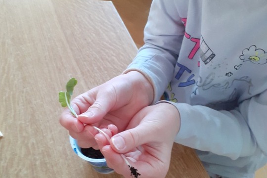 O veliké řepě a malé ředkvičce  1