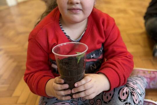 Přesazování sazeniček 1