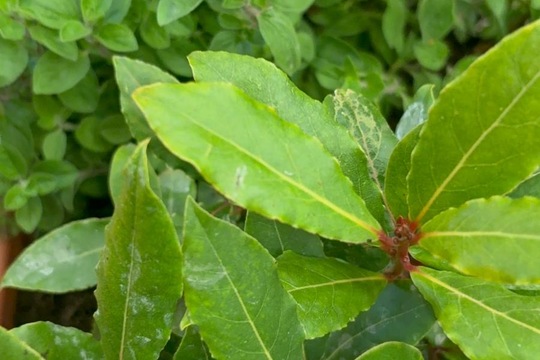 Bylinky a rajčátka od kamarádů Bylinky a rajčátka od kamarádů 1