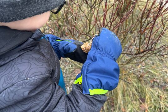 Výroba lojových koulí pro ptáčky 1