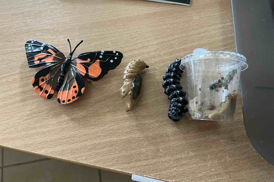 Líhnutí motýlů 1