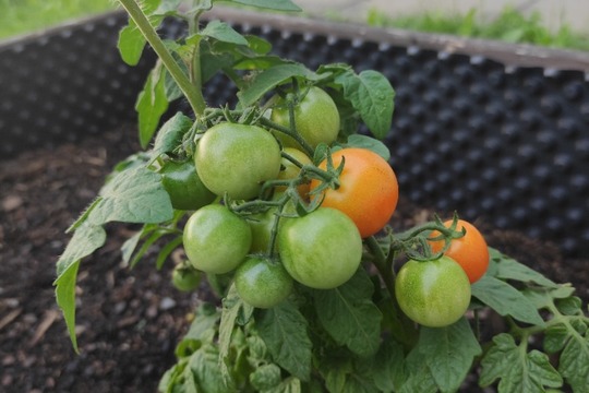 Údržba našich záhonků a příprava na farmářský trh :) 1