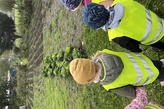 Sklízení mrkve a pečení mrkvových rohlíčků 1