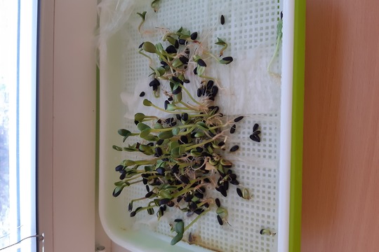 Microgreens - třída Veverek 1