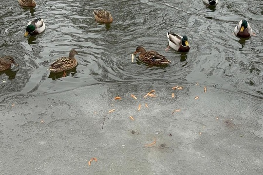 Ptáci v zimě Ptáci v zimě 1