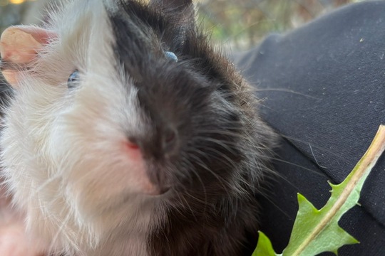 Zvířátka i o prázdninách Zvířátka i o prázdninách 1