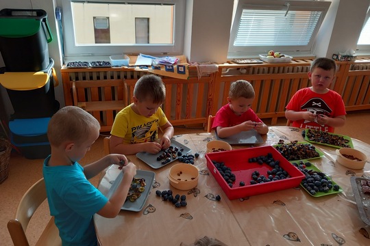 Podzimní sklizeň švestek  1