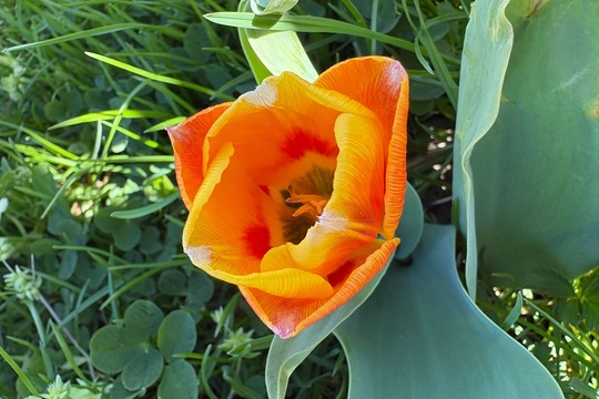 Sobotní zahrádka  1