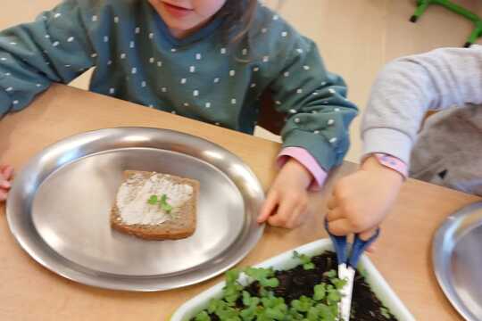 Microgreens 1
