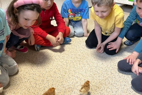 Líhnutí Kuřátek v Naší Mateřské Škole 1