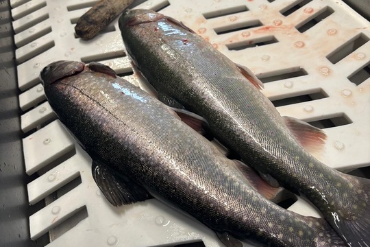 Lokální a čerstvé  1