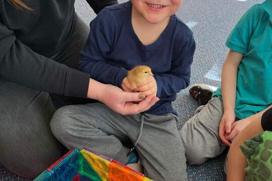 Líhnutí kuřátek 1