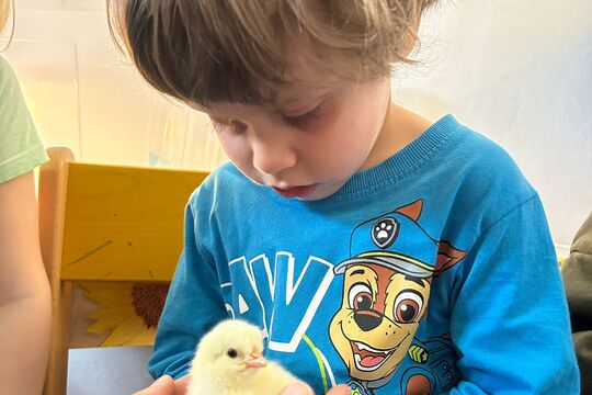 Jarní zázrak: líhnutí kuřátek v naší školce 1