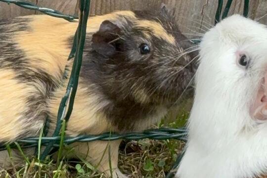 Venčíme morčátka  1