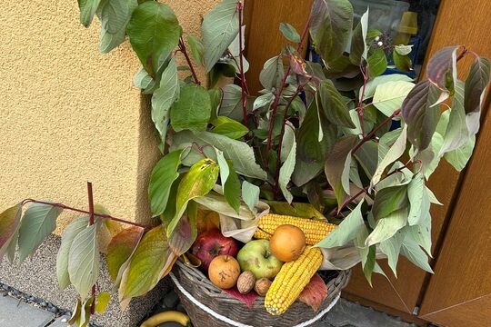 Podzimní slavnost - Jablka a řepa 1