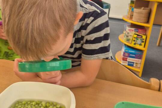 Microgreen v Zahrádce 1