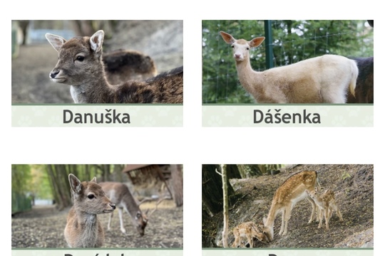 Adopce daňka  1