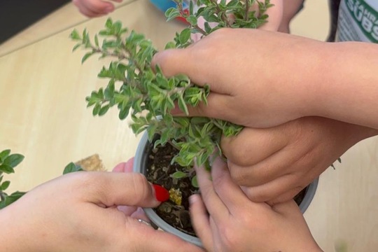 Bylinky a rajčátka od kamarádů Bylinky a rajčátka od kamarádů 1