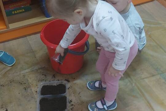 Sázení a konzumace řeřichy 1