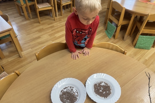 Klíčení semínek 1