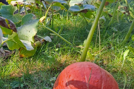 Podzim klepe na dveře - sklízíme naše dýně 1