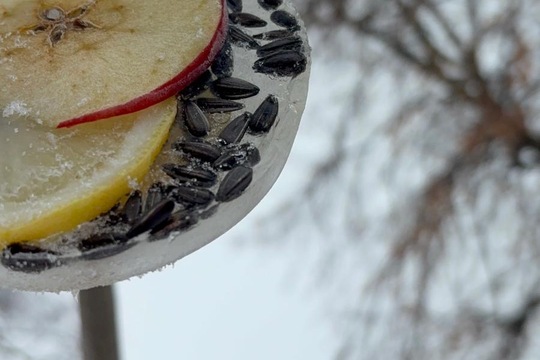 Ledová lednová krmítka  1