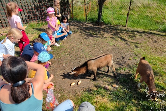 Udělali jsme si sami mufinky na výlet na farmu 1