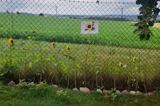 Sklízení plodů z jedlé zahrady MŠ Chleny 1