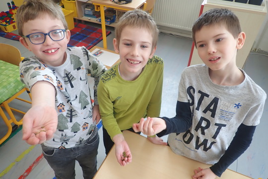 Klíčení mungo fazolí 1