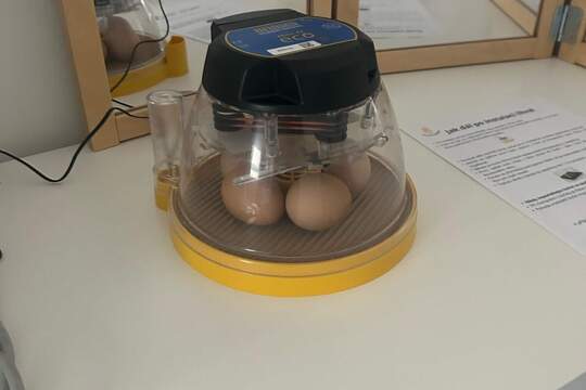 Líhnutí kuřátek 1