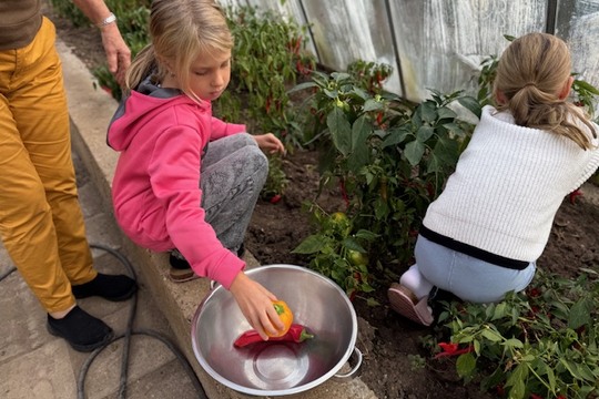 Od semínka až na talíř: Děti z 2.B sklidily úrodu ze školního skleníku Od semínka až na talíř: Děti z 2.B sklidily úrodu ze školního skleníku 1