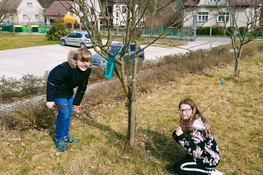 Jarní řez ovocných stromů 1