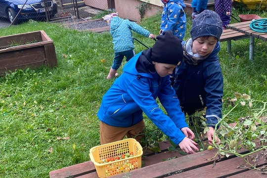 Děti z MŠ ukončily zahradnickou sezonu  1