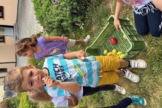 Sklízení jablek na naší zahradě 1