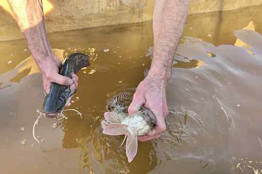 Výlov rybníka Výlov rybníka 1