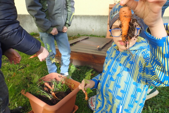 Poslední letošní sklizeň 1